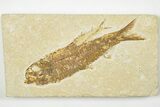 4.4" Detailed Fossil Fish (Knightia) - Wyoming - #201560-1